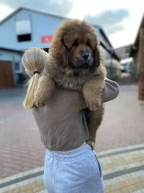 Szczenięta Mastiff Tybetański FCI 6