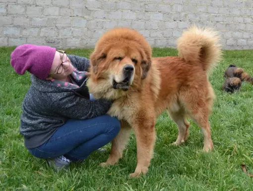 Szczenięta Mastiff Tybetański FCI 7
