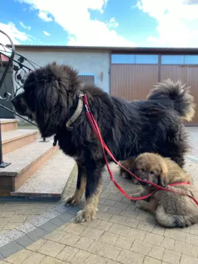 Szczenięta Mastiff Tybetański FCI 8