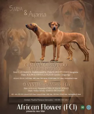 Rhodesian Ridgeback szczenięta- miot kwiecień 2024 1