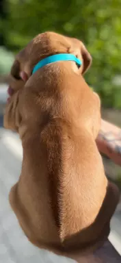 Rhodesian Ridgeback szczenięta- miot kwiecień 2024 3