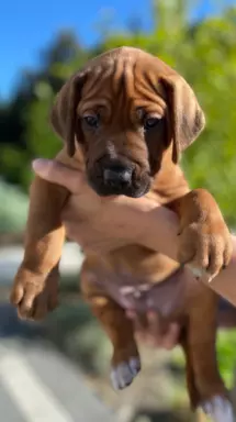 Rhodesian Ridgeback szczenięta- miot kwiecień 2024 4