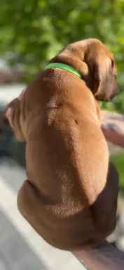 Rhodesian Ridgeback szczenięta- miot kwiecień 2024 5