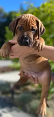 Rhodesian Ridgeback szczenięta- miot kwiecień 2024 6