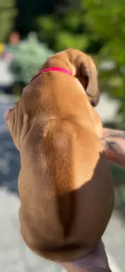 Rhodesian Ridgeback szczenięta- miot kwiecień 2024 7