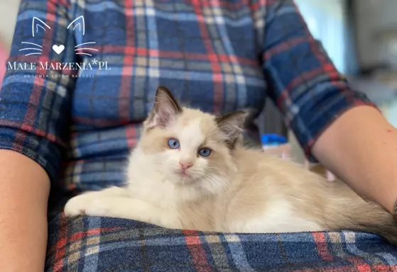 Ragdoll kocięta kocurek 3