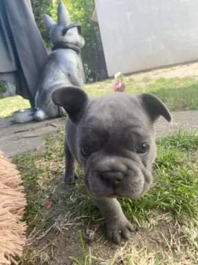 Buldog francuski Blue 3
