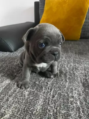 Buldog francuski Blue 4