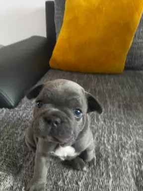 Buldog francuski Blue 5