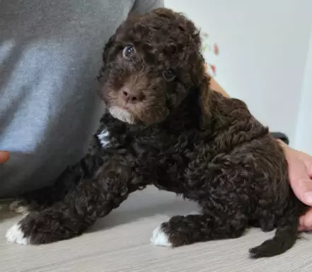 Lagotto Romagnolo FCI 6