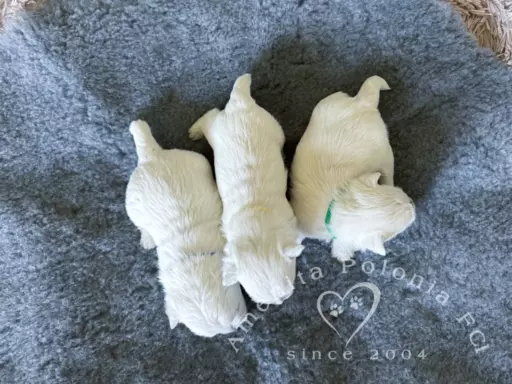 Westie szczenięta ZKwP FCI 2