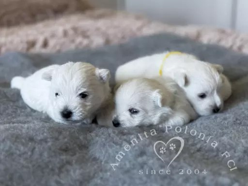 Westie szczenięta ZKwP FCI 3