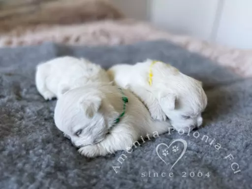 Westie szczenięta ZKwP FCI 4