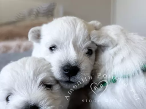 Westie szczenięta ZKwP FCI 1