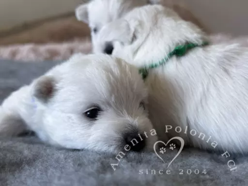 Westie szczenięta ZKwP FCI 5