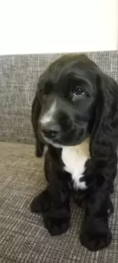 Cocker spaniel angielski 2
