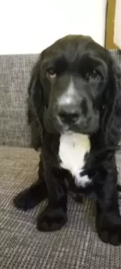 Cocker spaniel angielski 3