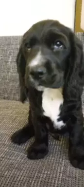 Cocker spaniel angielski 4