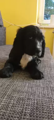 Cocker spaniel angielski 5