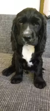 Cocker spaniel angielski 6