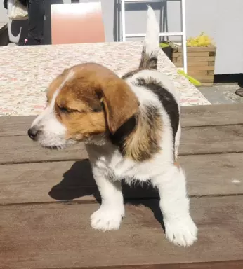 Jack Russell Terrier Giema Recz FCI 2