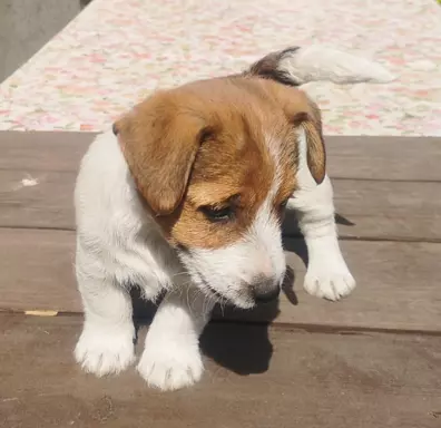 Jack Russell Terrier Giema Recz FCI 3