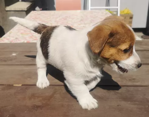 Jack Russell Terrier Giema Recz FCI 4