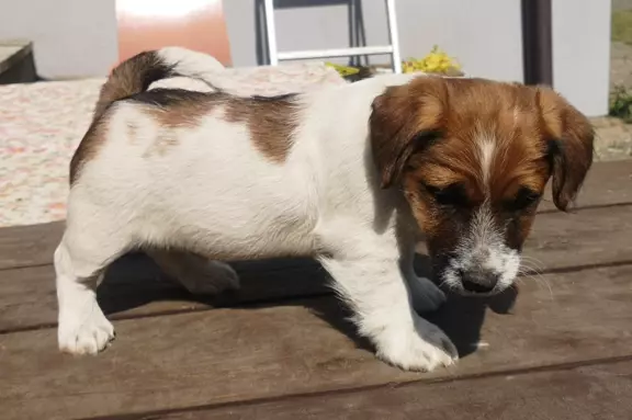 Jack Russell Terrier Giema Recz FCI 5