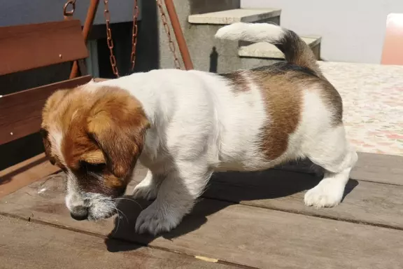 Jack Russell Terrier Giema Recz FCI 6