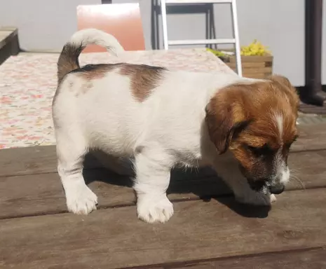 Jack Russell Terrier Giema Recz FCI 8