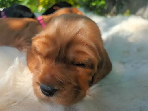 Szczeniak Cocker Spaniel Angielski 1