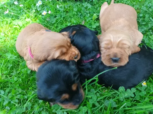 Szczeniak Cocker Spaniel Angielski 2