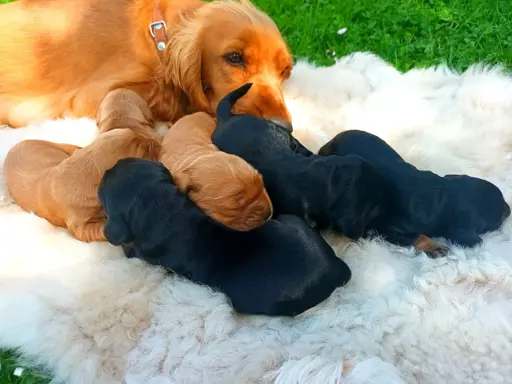 Szczeniak Cocker Spaniel Angielski 3