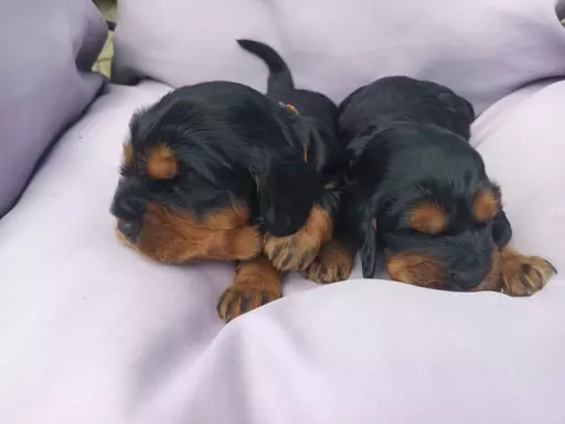 Szczeniak Cocker Spaniel Angielski 4