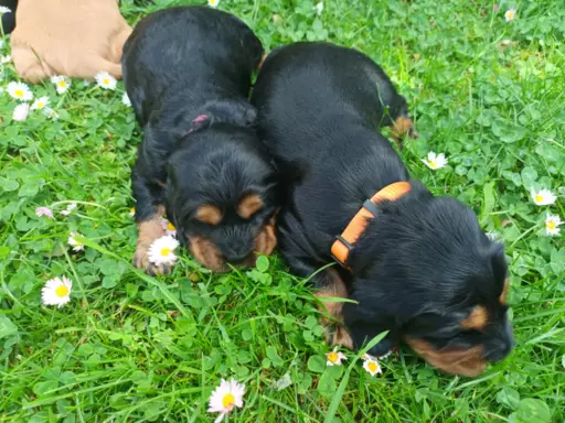 Szczeniak Cocker Spaniel Angielski 5