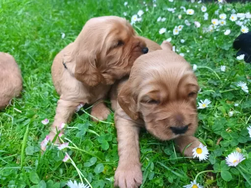 Szczeniak Cocker Spaniel Angielski 6