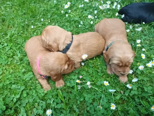 Szczeniak Cocker Spaniel Angielski 7