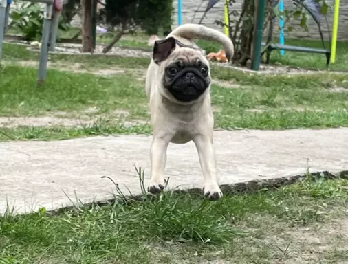 Mopsiki suczka beżowa i czarna 4
