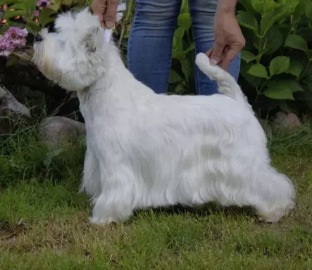 Piękny West Highland white terrier ZKWP FCI 3