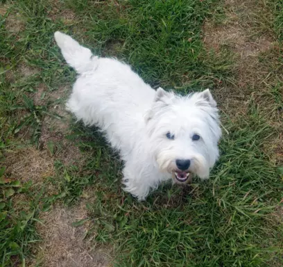 Piękny West Highland white terrier ZKWP FCI 4