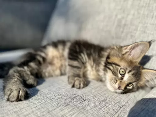 Kocur duży Maine Coon 5