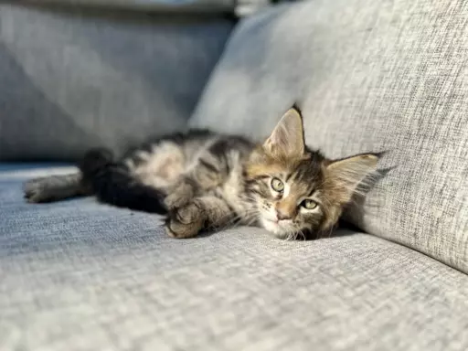 Kocur duży Maine Coon 6