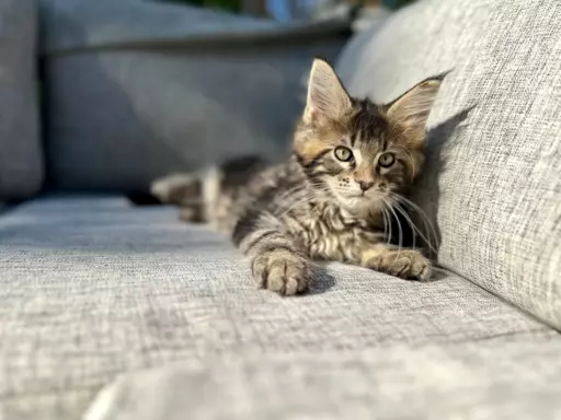 Kocur duży Maine Coon 8