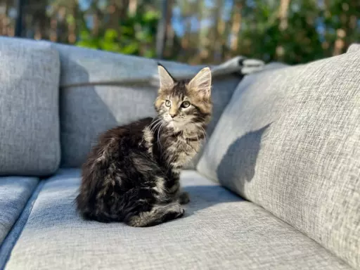 Kocur duży Maine Coon 1