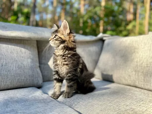 Kocur duży Maine Coon 3
