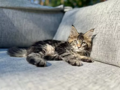 Kocur duży Maine Coon 7