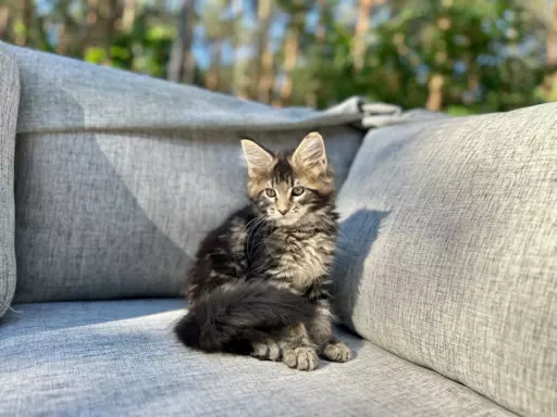 Kocur duży Maine Coon 2