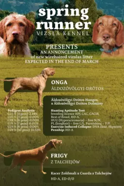 Wyżeł węgierski szorstkowłosy 6