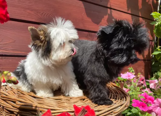 Biewer / Black and white / Black Yorkshire Terrier 2