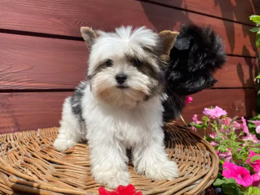 Biewer / Black and white / Black Yorkshire Terrier 1